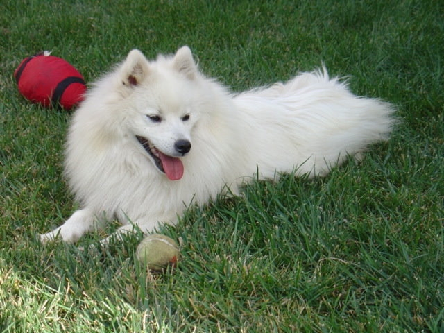 Kiraleea Japanese Spitz. Breeder/Exhibitor of Japanese Spitz in ...